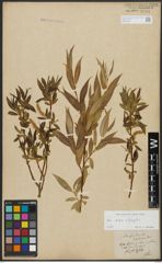 Foto von Salix alba L. x Salix fragilis L.